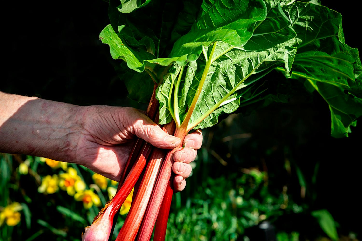 Raparperit pihalla Raperperit pihalla keväällä